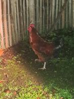 Marans haan gratis, Mannelijk, Kip