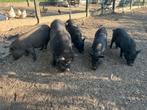 Porcs Gotingers à vendre, Animaux & Accessoires, Moutons, Chèvres & Cochons, Porcs, Plusieurs animaux, 0 à 2 ans