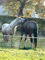 prachtige vijfjarige merrie, Dieren en Toebehoren, Paarden, Merrie, Springpaard, Gechipt, Zadelmak