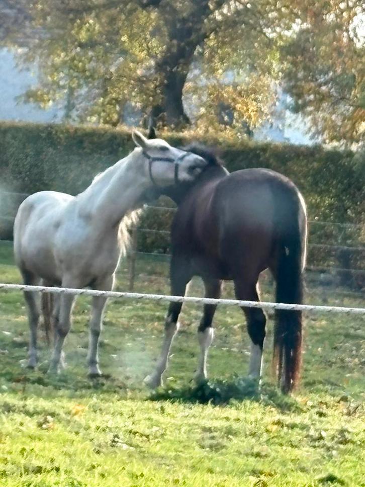 prachtige vijfjarige merrie, Dieren en Toebehoren, Paarden, Merrie, Zadelmak, 3 tot 6 jaar, Springpaard, Met stamboom, Gechipt