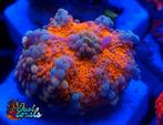 Ricordea ultra koraal zeeaquarium zoutwateraquarium recifal, Dieren en Toebehoren