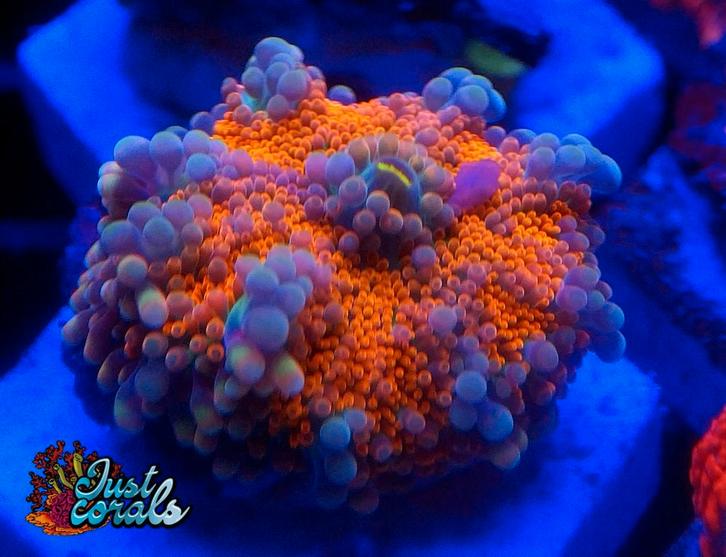 Ricordea ultra koraal zeeaquarium zoutwateraquarium recifal, Dieren en Toebehoren, Vissen | Aquariumvissen