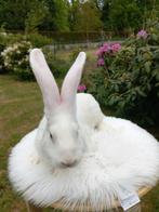 Duitse reus ram, Mannelijk, Groot, 0 tot 2 jaar