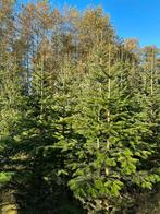 Nordmann kerstbomen kerstdennen kerstsparren, Tuin en Terras, Planten | Bomen, Ophalen