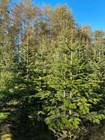 Nordmann kerstbomen kerstdennen kerstsparren  disponible aux enchères