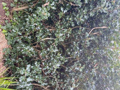 Hulst/ Ilex aquifolium te koop, Tuin en Terras, Planten | Struiken en Hagen, Haag, Hulst, Minder dan 100 cm, Ophalen
