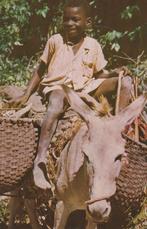 FOLKLORE -  Jonge Houtverkoper  op  ezel in JAMAICA, Nature, Non affranchie, Envoi