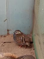 Haan roodkeelbospatrijs 2025, Dieren en Toebehoren, Vogels | Overige Vogels