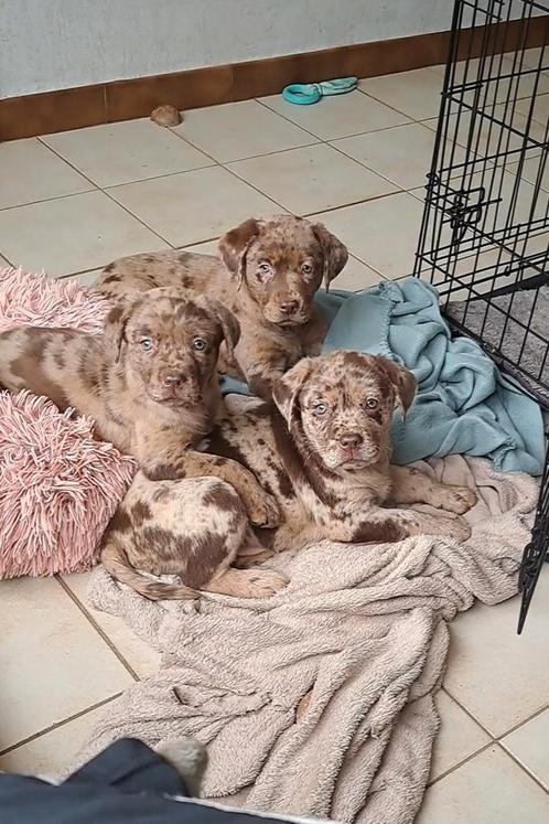 Chocoladebruine en choco merle labrador pups, Dieren en Toebehoren, Honden | Retrievers, Spaniëls en Waterhonden, Reu, Labrador retriever