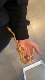 Korenslang, Animaux & Accessoires, Reptiles & Amphibiens | Accessoires, Enlèvement, Comme neuf