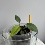 Philodendron gloriosum mini, Ophalen