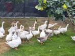 Ganzen, knobbelganzen, uit te kiezen, Dieren en Toebehoren, Pluimvee