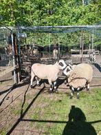 Kerry hill  bok 4/5 jaar oud links op de foto, Dieren en Toebehoren, Schapen, Geiten en Varkens