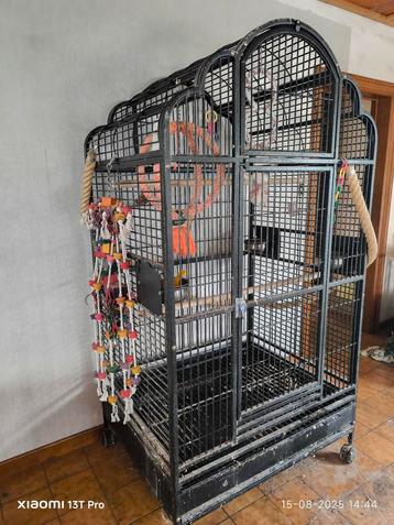 Papegaaienkooi  beschikbaar voor biedingen