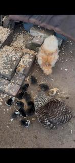 Eendagskuikens, Dieren en Toebehoren, Pluimvee