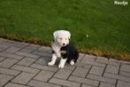 Prachtige Tricolor Border Collie pupjes, Dieren en Toebehoren, Honden | Herdershonden en Veedrijvers, België, CDV (hondenziekte)