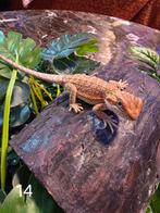 Jonge Baardagaam – Hypo Red het Translucent