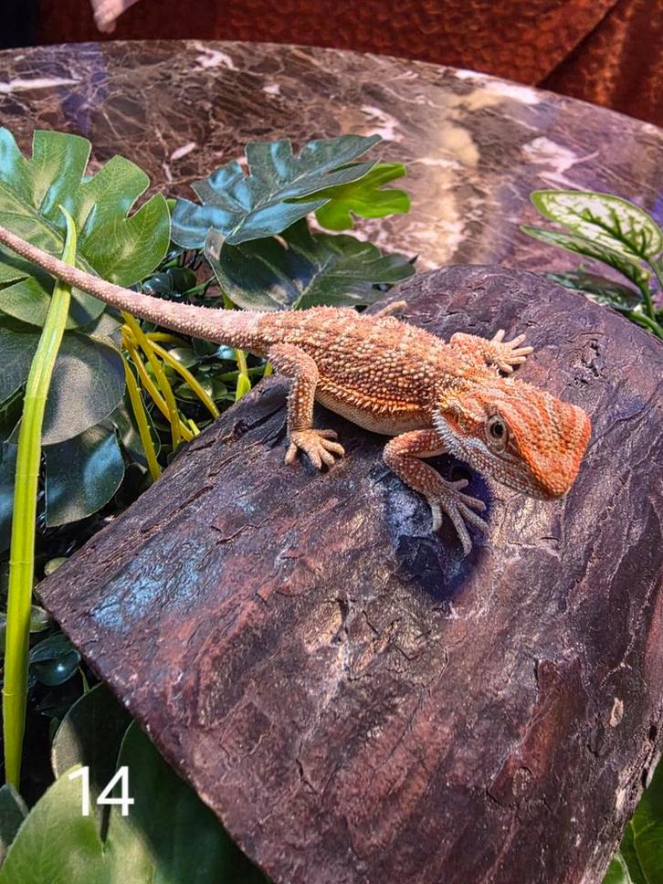 Jonge Baardagaam – Hypo Red het Translucent, Dieren en Toebehoren, Reptielen en Amfibieën