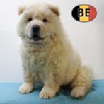 Chow Chow - Belgisch pups te koop, Dieren en Toebehoren, België, CDV (hondenziekte), 8 tot 15 weken, Meerdere