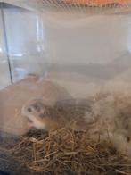 Hamster a donner, Dieren en Toebehoren, Knaagdieren, April, Hamster