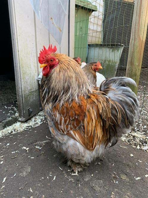 Cochin kriel broedeieren, Dieren en Toebehoren, Pluimvee, Kip