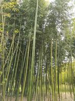 Bamboe haag of sierplanten. Volwassenen planten, Ophalen of Verzenden