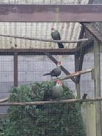 vogel, Dieren en Toebehoren, Vogels | Overige Vogels, Tropenvogel, Geringd