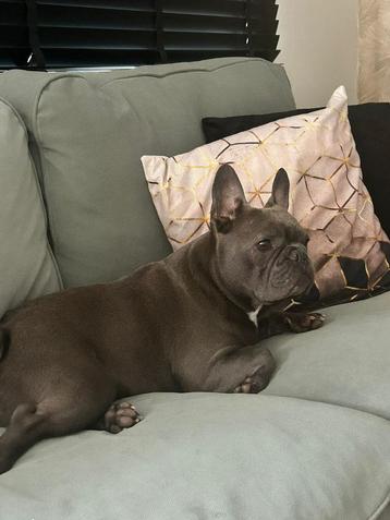 Chiots bouledogue français