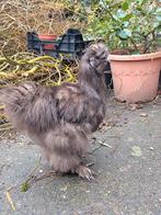 Zijdehoender haan choco, Dieren en Toebehoren, Mannelijk, Kip