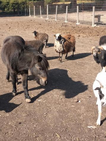 Schetland pony  beschikbaar voor biedingen