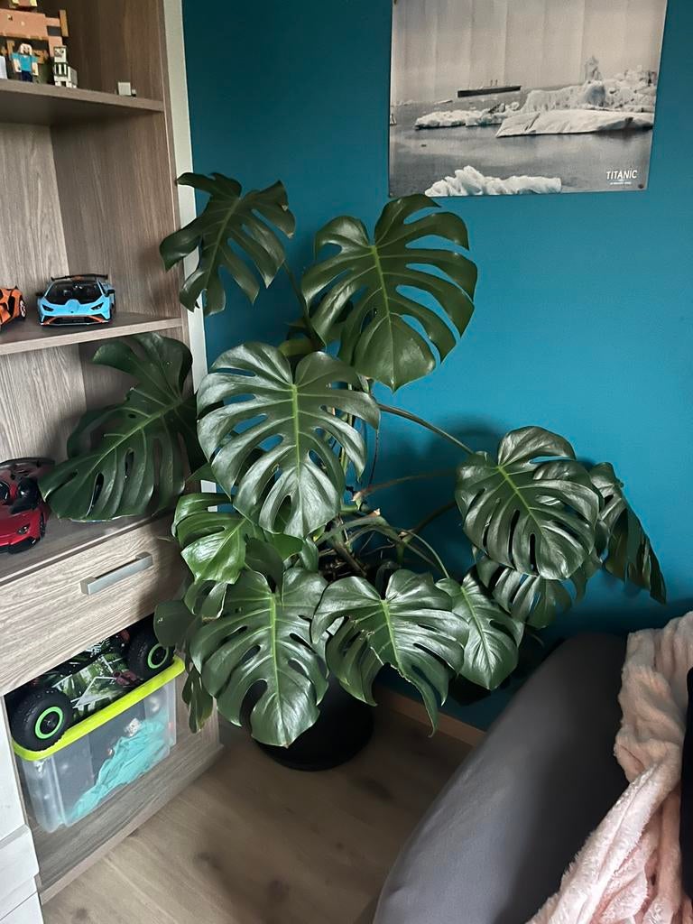 Monstera, Maison & Meubles, Plantes d'intérieur, Plante potagère, En pot, Enlèvement, 100 à 150 cm