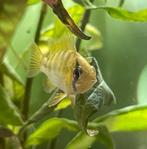 Antennebaars Mannetje, Dieren en Toebehoren, Vis, Zoetwatervis