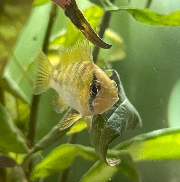 Antennebaars Mannetje, Dieren en Toebehoren, Vissen | Aquariumvissen, Zoetwatervis, Vis