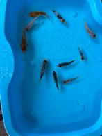 Koi, Dieren en Toebehoren, Vissen | Vijvervissen, Karper of Koi