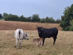 Zebu runderen, Dieren en Toebehoren, Runderen