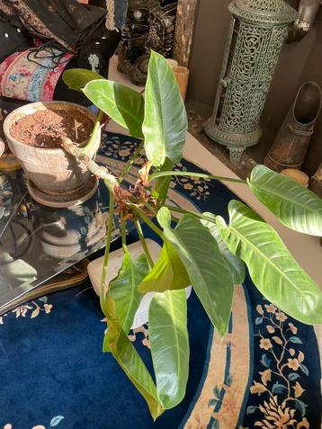 Kamer plant, Enlèvement