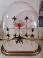 Taxidermy, Verzamelen, Dierenverzamelingen, Ophalen of Verzenden, Nieuw, Insect, Opgezet dier