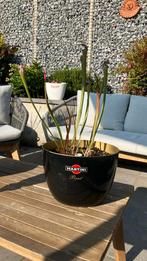 Sarracenia trompetbekerplant, Ophalen, Volle zon, Vaste plant, Zomer