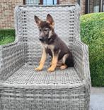 duitse herder pups, Dieren en Toebehoren, België, CDV (hondenziekte), 8 tot 15 weken, Meerdere