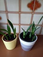 SANSEVERIA, Huis en Inrichting, Kamerplanten, Ophalen
