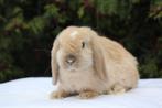 Lieve nhd dwergkonijntjes nog 3 beschikbaar, Meerdere dieren, Dwerg, Hangoor, 0 tot 2 jaar