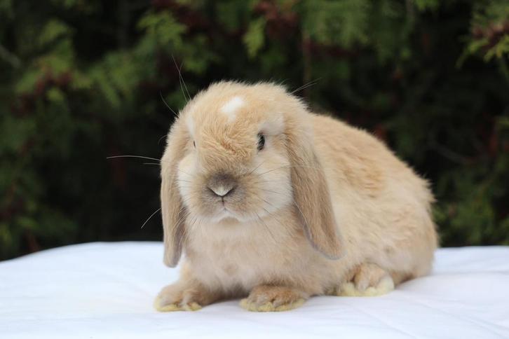 Lieve nhd dwergkonijntjes nog 3 beschikbaar, Dieren en Toebehoren, Konijnen, Dwerg, Meerdere dieren, 0 tot 2 jaar, Hangoor