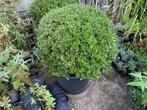 Ilex crenata Luxus Globe, Ophalen of Verzenden, Struik