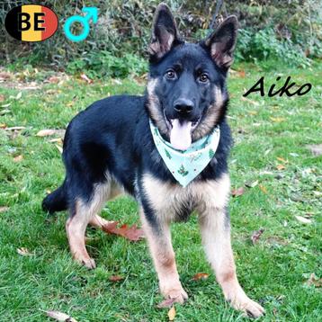 Aiko, Duitse Herder reu - pup te koop (Belgisch) beschikbaar voor biedingen