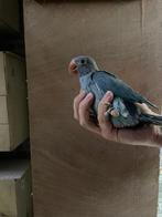 jonge baby halsbandparkieten voor handtam, Dieren en Toebehoren, Vogels | Parkieten en Papegaaien, Papegaai, Geringd