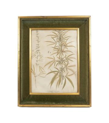 Aquarel en pen op papier (Cannabis Sativa) beschikbaar voor biedingen