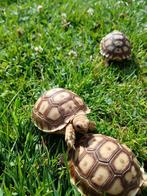 Schildpadden, Dieren en Toebehoren, Reptielen en Amfibieën
