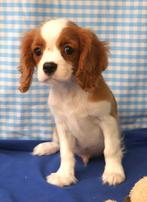 Super leuke Cavalier King Charles pups!, Dieren en Toebehoren, Honden | Retrievers, Spaniëls en Waterhonden, 15 weken tot 1 jaar