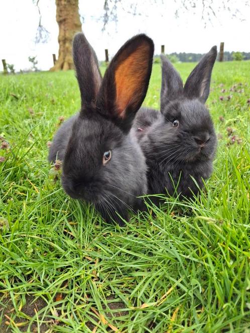 Nestje kruising Vlaamse reus/vlinderkonijn, Dieren en Toebehoren, Konijnen, Groot, Meerdere dieren