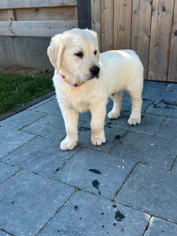 Golden retriever pups, Dieren en Toebehoren, Honden | Retrievers, Spaniëls en Waterhonden, Teef, Golden retriever, Fokker | Hobbymatig